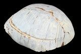 Inflated, Fossil Tortoise (Stylemys) - South Dakota #77801-3